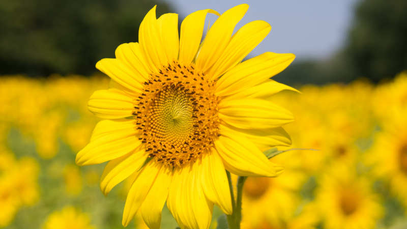 Sonnenblume im Feld, stellt kinesiologische Analyse dar.